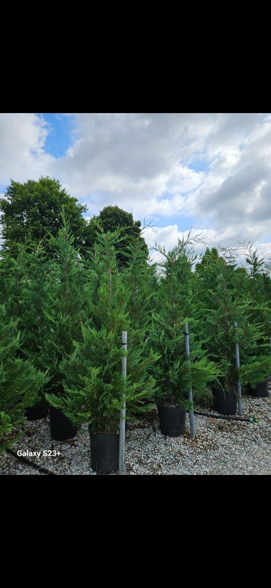 Vând leylandii de calitate extra