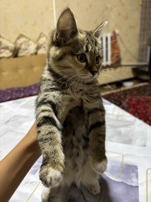 Отдам котят в хорошие руки,котятам по 3 месаца отдам даром с лотком.