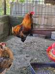 Familie araucana 5+1