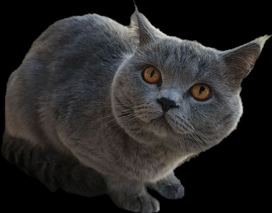 Britan Mushugi erkak Sotiladi.Sovg'aga Uychasi Ham Bor!