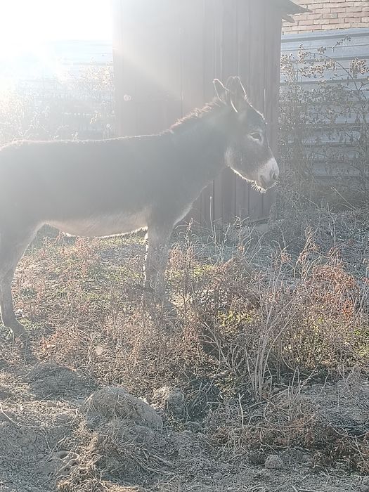 Ешак девочка хорошия