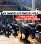 Продам мясо говядина не дорого