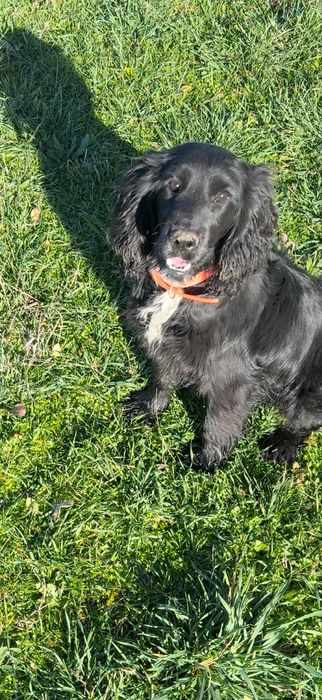 Кокер шпаньол