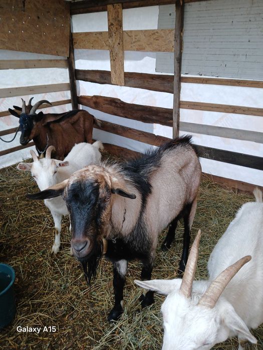 Vant tap de rasa 1 an