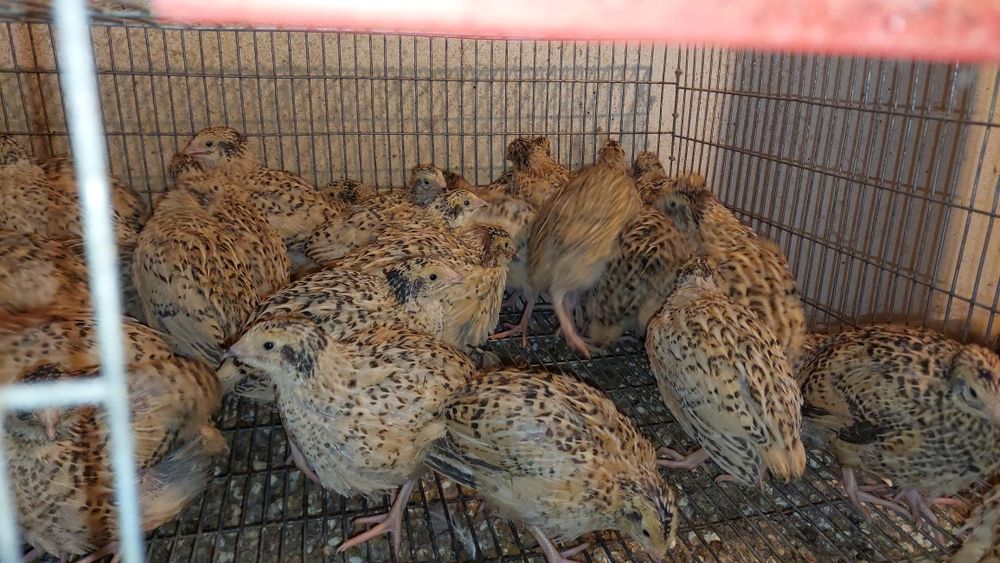 Prepelite 5 rase disponibile