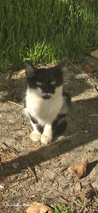 Котенца търсят дом