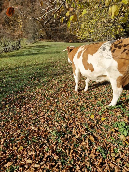 Vind vaca gestanta in virsta de 5 ani!
