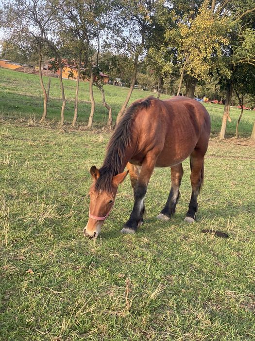 Vand manz de 1 an jumate