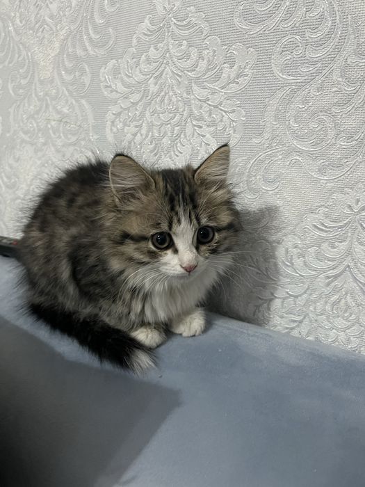 Котенок в хорошие руки пушистый