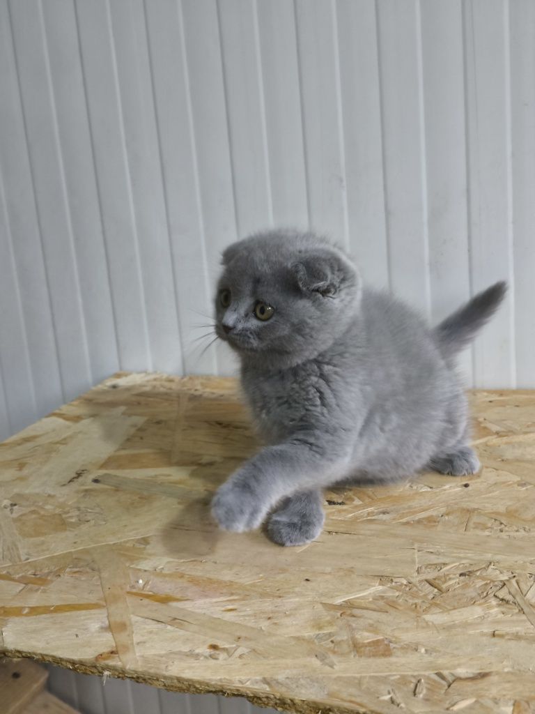 Scottish blue shorthair baiat