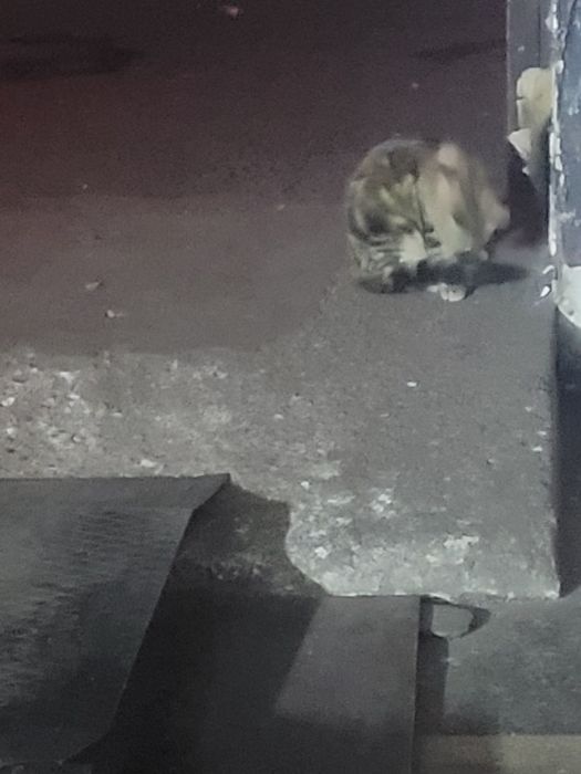 Donez doua pisicuțe.