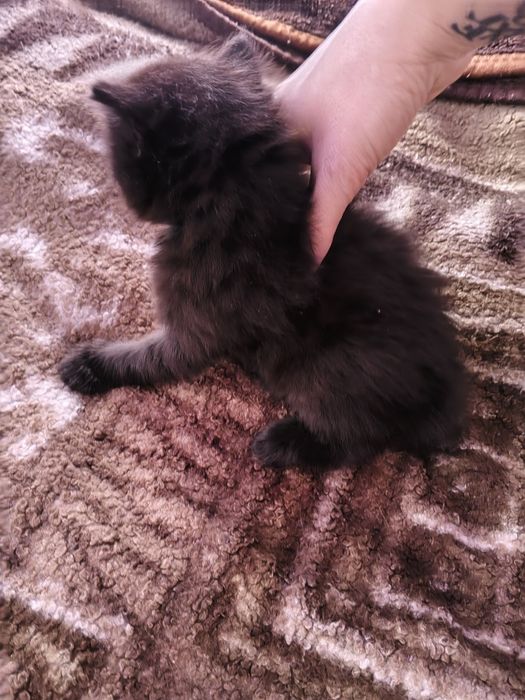 Отдам даром котят,папа сибиряк мама домохозяйка