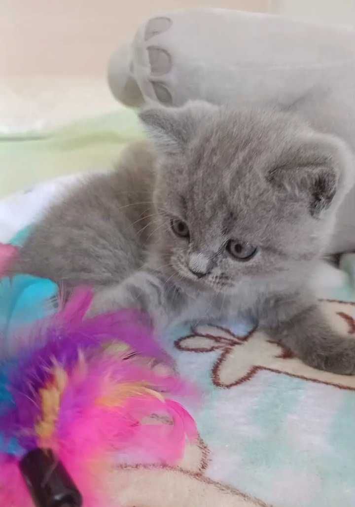 Британско коте Бургас