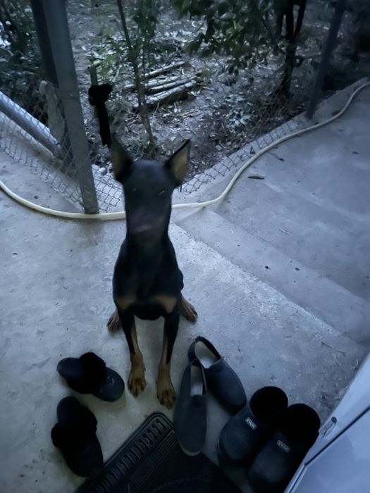 Продаётся самец ( доберман). Сотилади