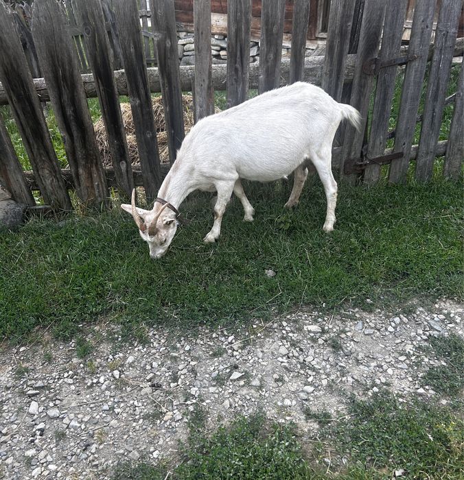 Capra saanen, de lapte