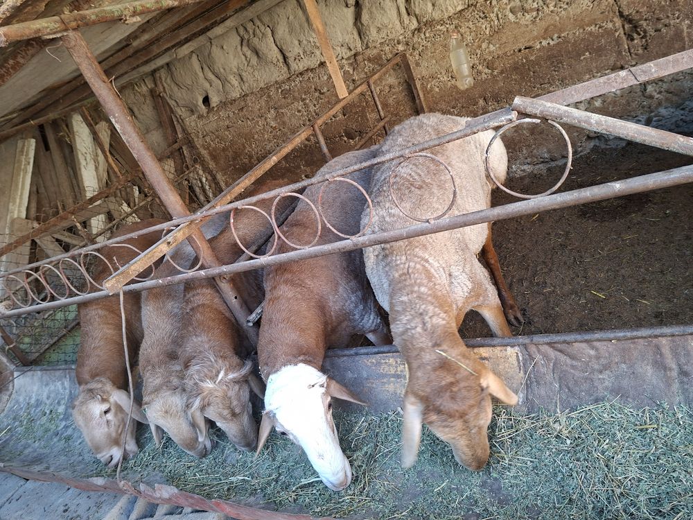 Qurbonlikka Qo’ylar Bor