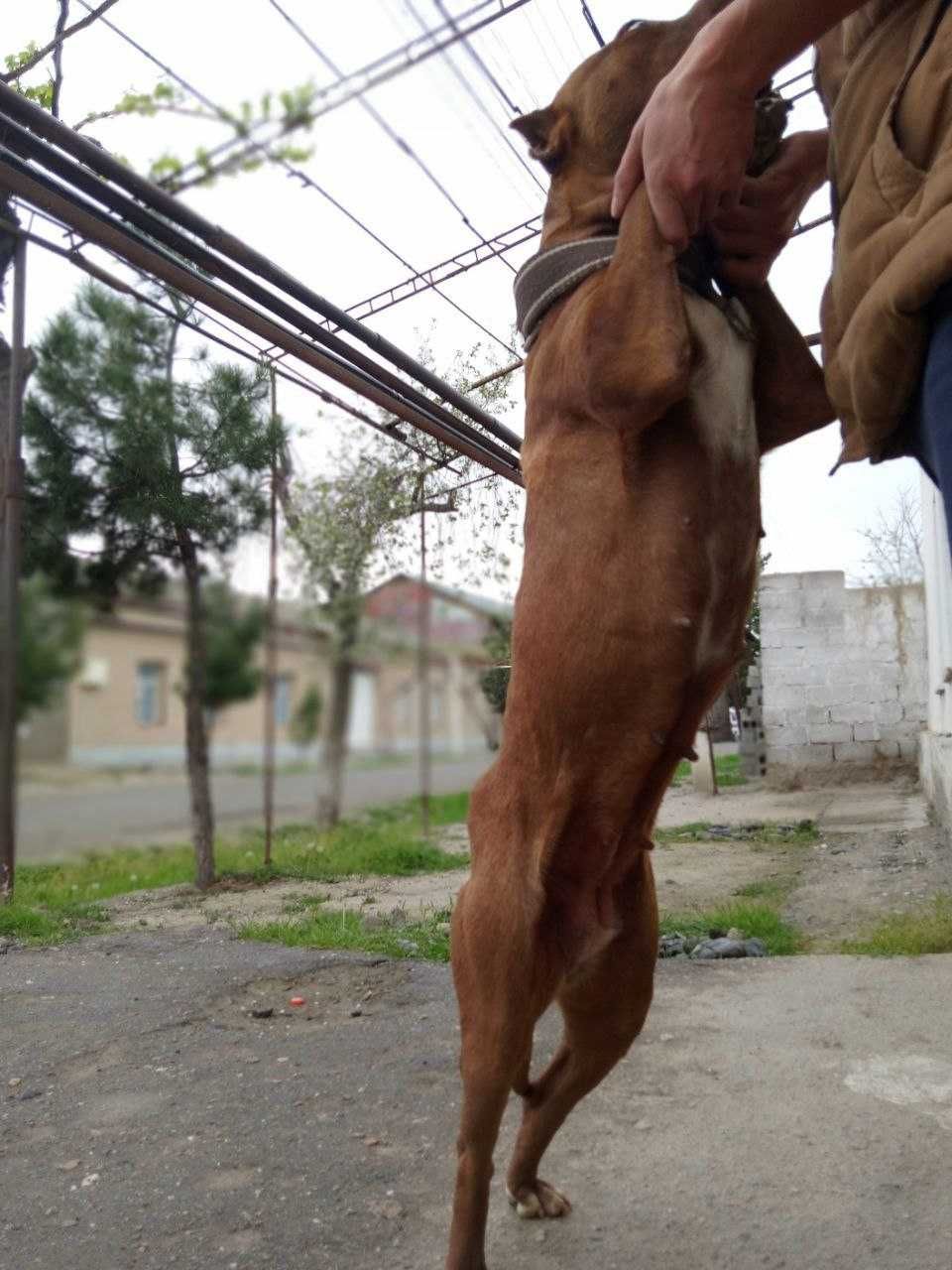 Питбуль Красный нос