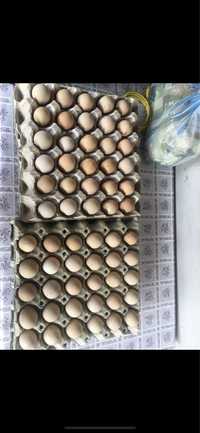 Oua de bibilica pentru incubat