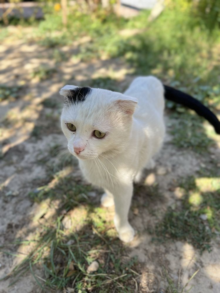 Котик в добрые руки