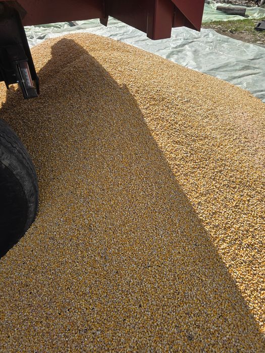 Vând porumb boabe recolta 2025