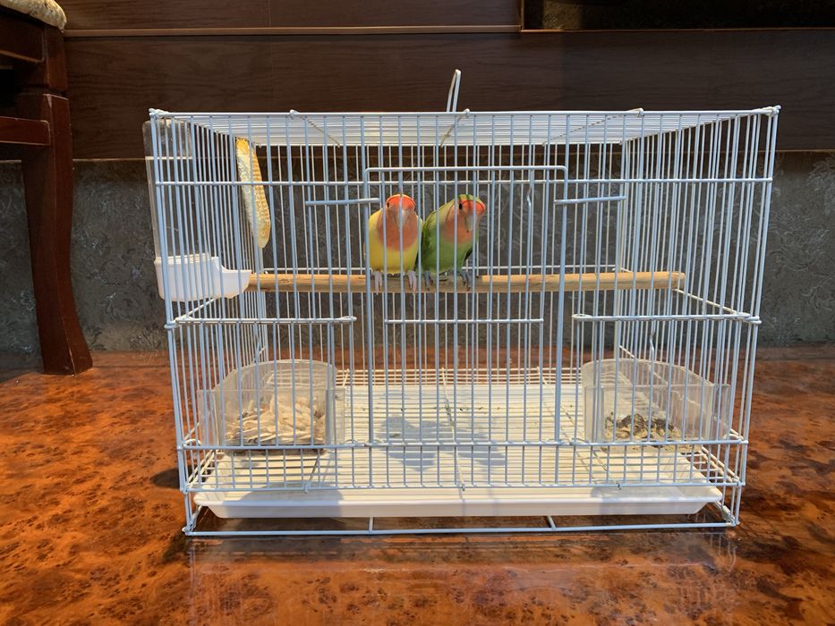 Продам папугаи неразлучники