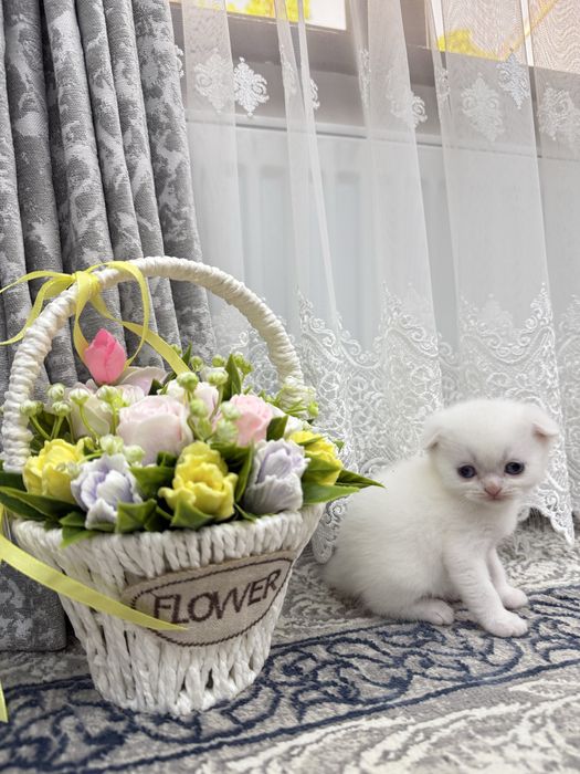 Котята продаю вислоухие британские
