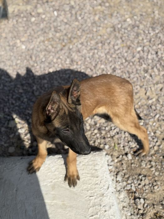 Бельгийский малинуа