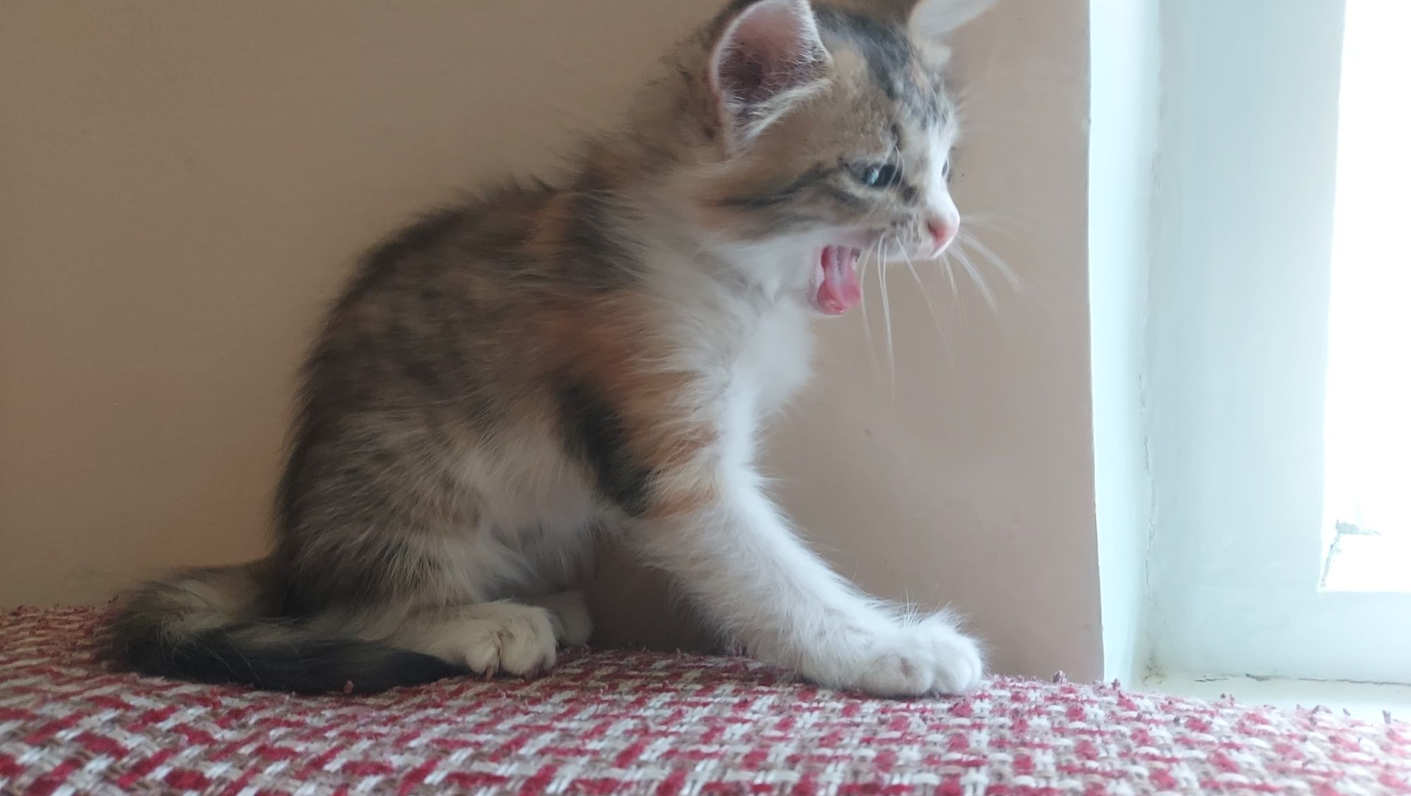 Отдам котят заботливым людям