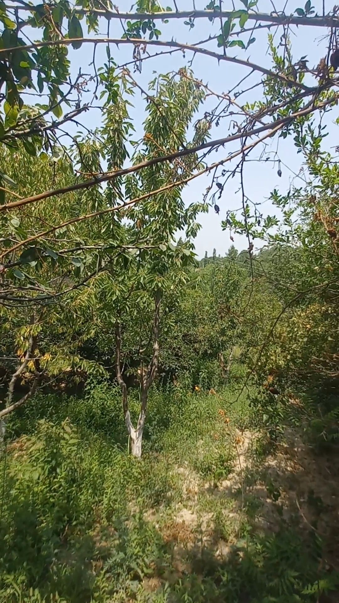 Дала ҳовли сотилади