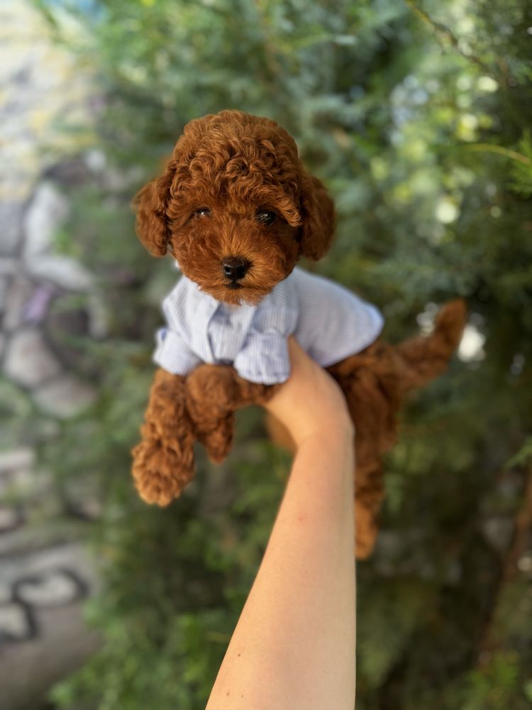Мини - пудел / Poodle mini