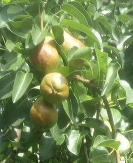 Pomi Fructiferi deosebiti  josephine de malines