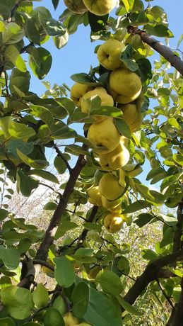 Pomi fructiferi ciresi meri peri gutui caisi piersici.