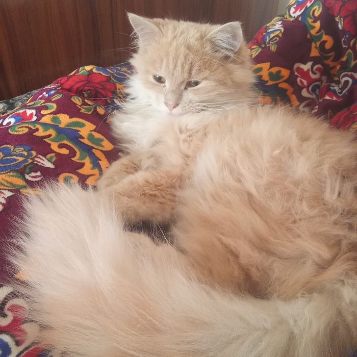 Mushuk oʻgʻil bola Turetiski Angora