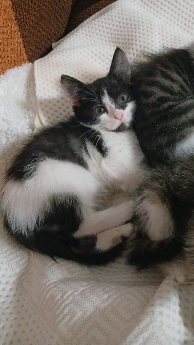 Котики и кошечки ждут любящих хозяев