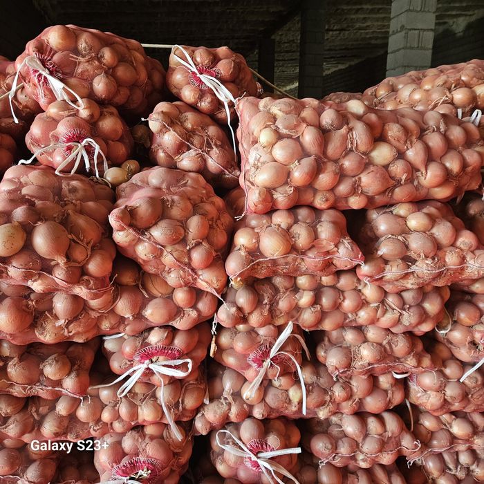 Лук сорт Манас сухой