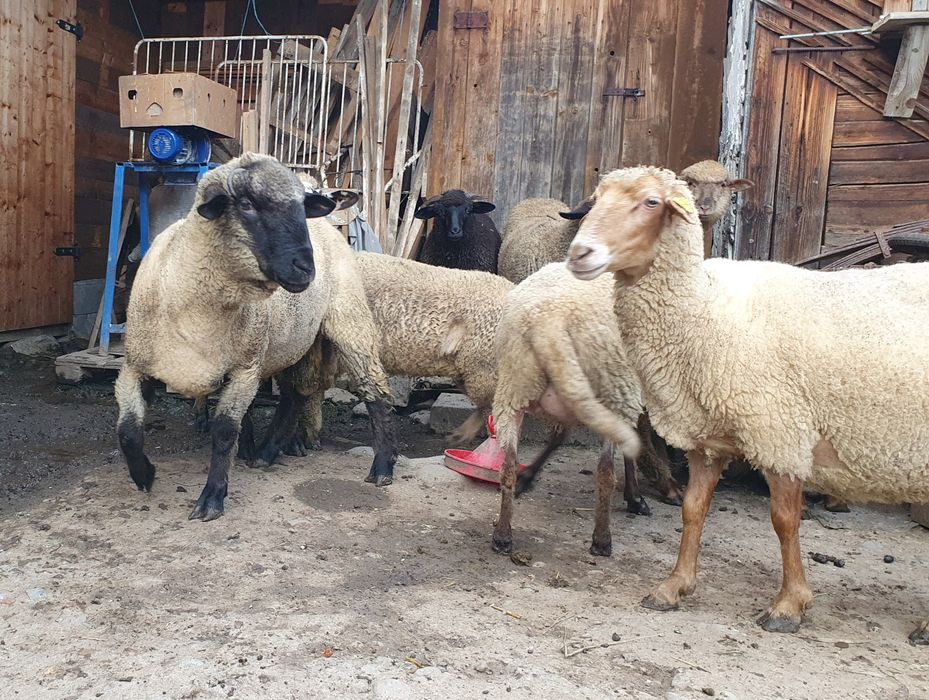 Vand berbec suffolk din 2024