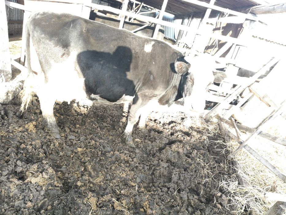 Мясо говядина коровы с откорма,по 2900