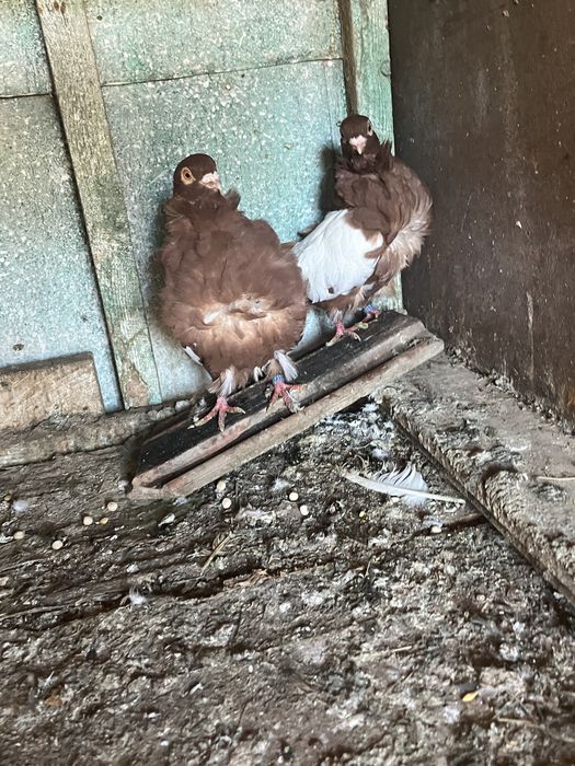 Porumbei de ornament