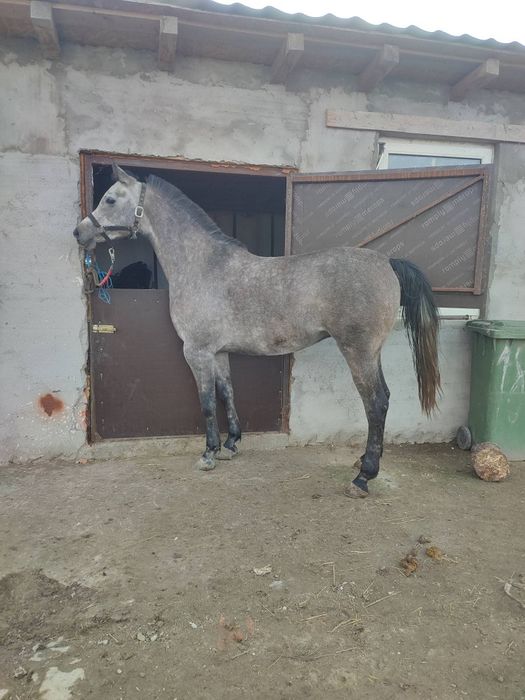 Iapa 5 ani pur sange arab