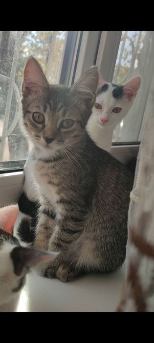 Котодетки в самую добрую семью