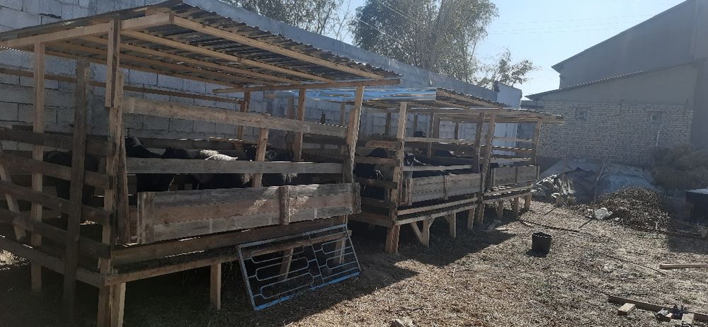 Кутан куйлар учун