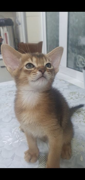 Продаётся Абессинский котята