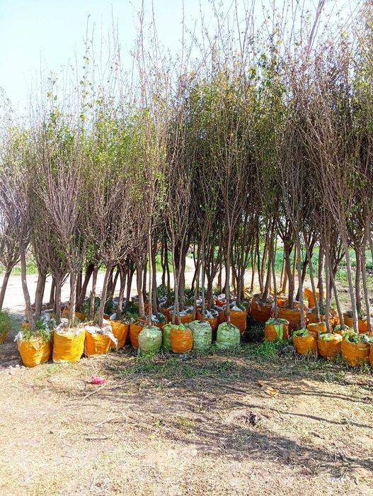 Ko'chatlar sotiladi. Har xil turdagi mevali va manzarali ko'chatlar