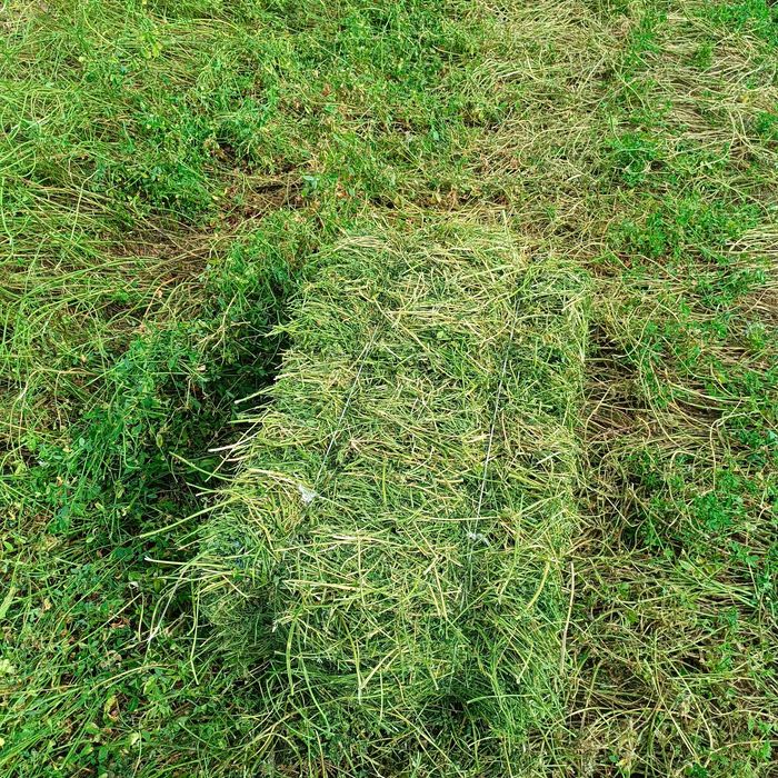 Продам Люцерна, жонышка, шоп 1300 тг с поля самовывоз