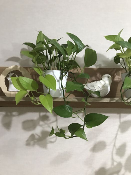 Комнатные цветы для чистого воздуха