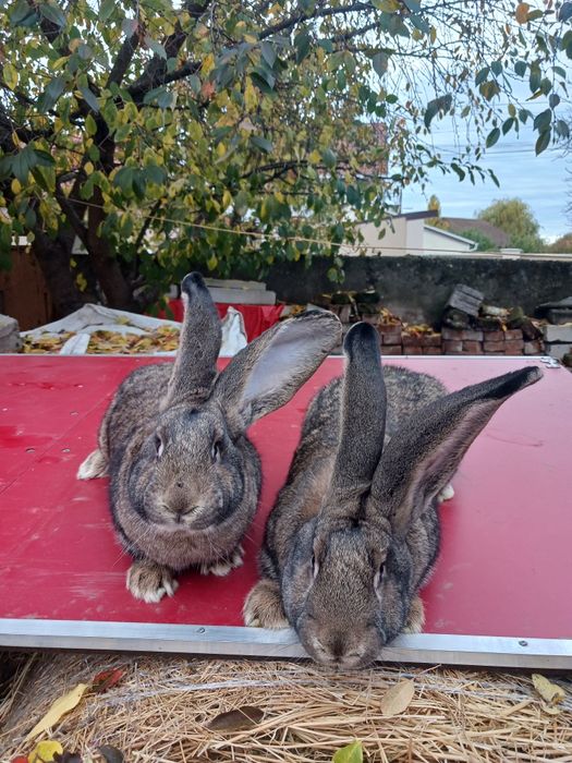 Vind 2 femele de urias german