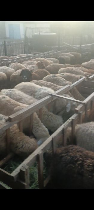 Семіз қойлар бар, жирный баран