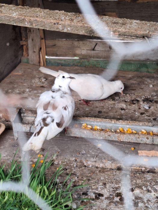 Vând turturele răzătoare