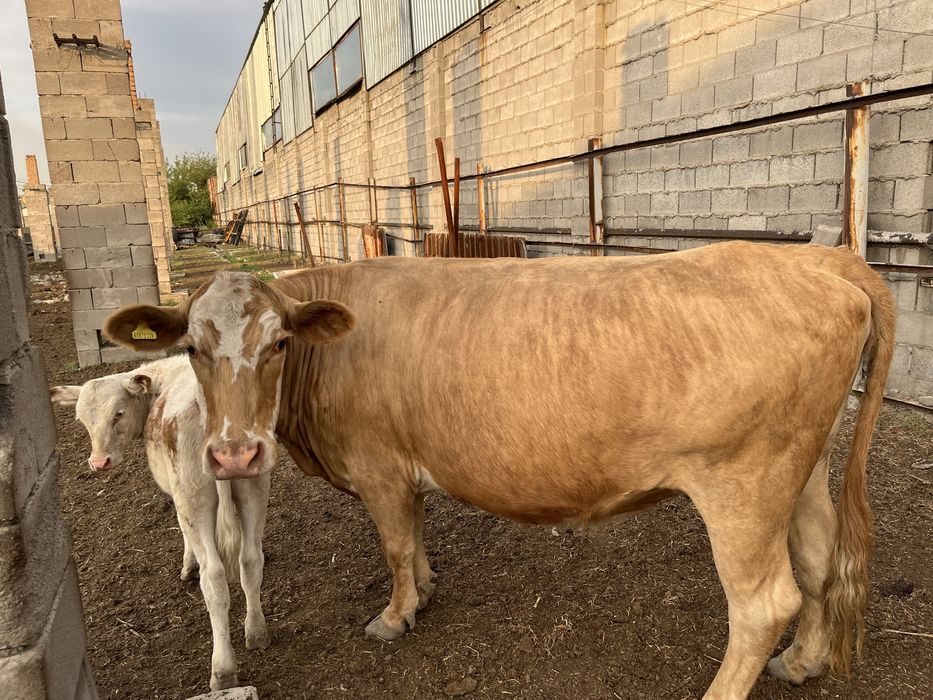 Корова казахская белоголовая