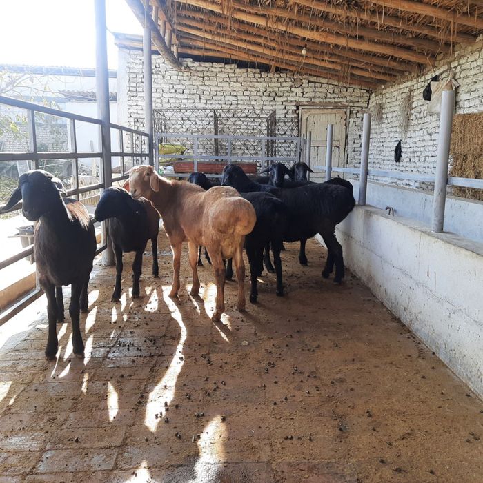 Ёш совлуқ қўйлар сотилади